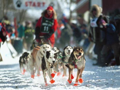 Karen Land and dogs racing the Iditarod
