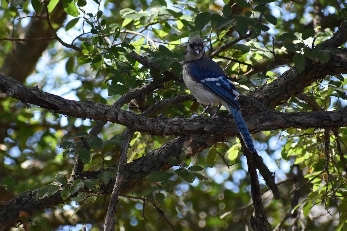 bird perched on tree branch