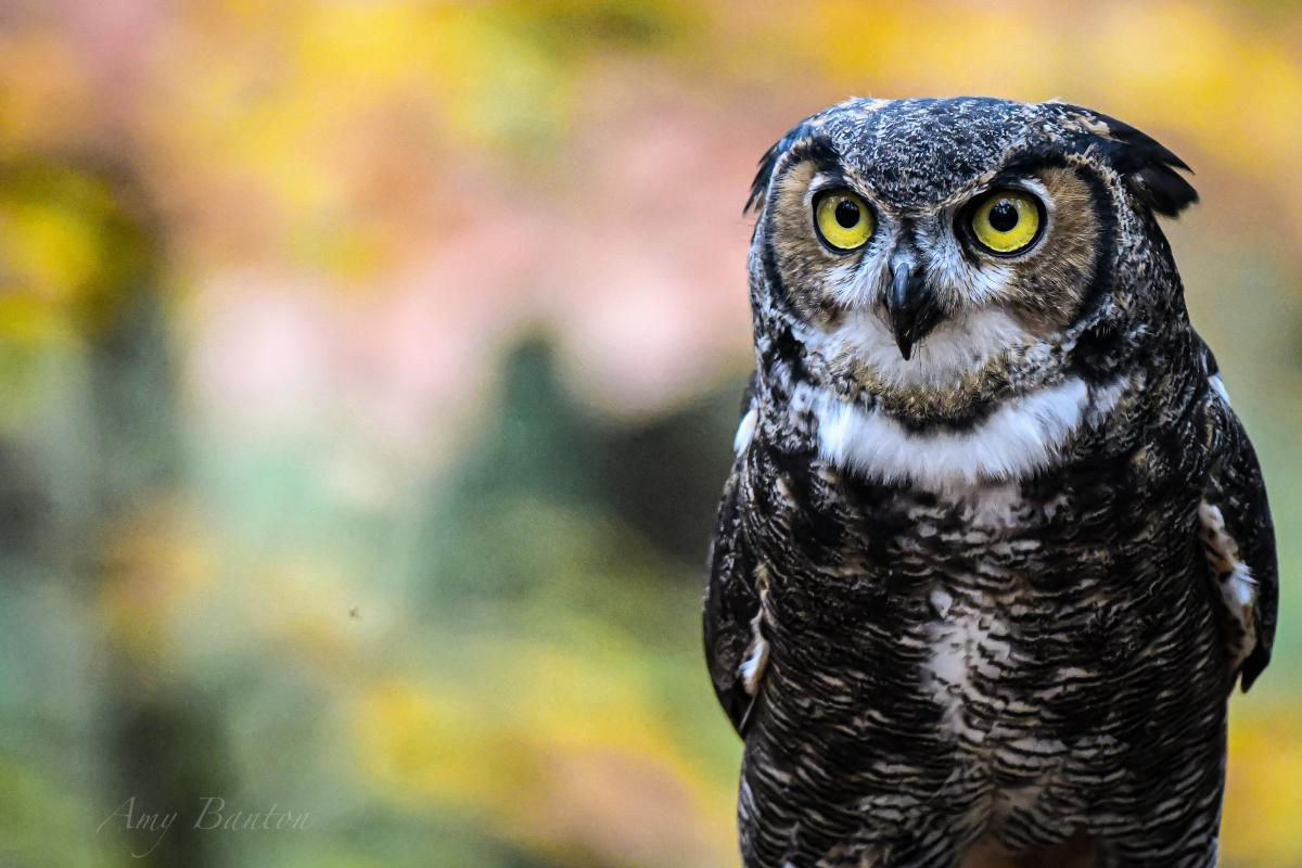 Atticus from the Raptor Center